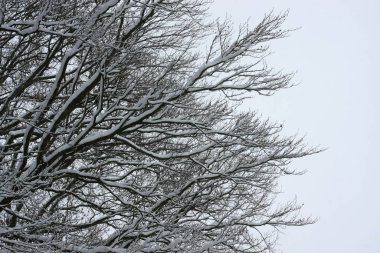 Kışın şiddetli kar yağışının ardından kış ormanı, kış sporları ve kayak için ocak ve aralık aylarında cennet gibi ağaçlar ve dallarla kaplı beyaz bir kış harikalar diyarı ve kış rüyası yaratır.