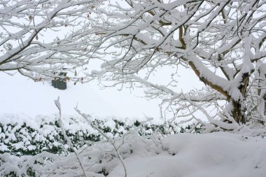 Kışın şiddetli kar yağışının ardından kış ormanı, kış sporları ve kayak için ocak ve aralık aylarında cennet gibi ağaçlar ve dallarla kaplı beyaz bir kış harikalar diyarı ve kış rüyası yaratır.