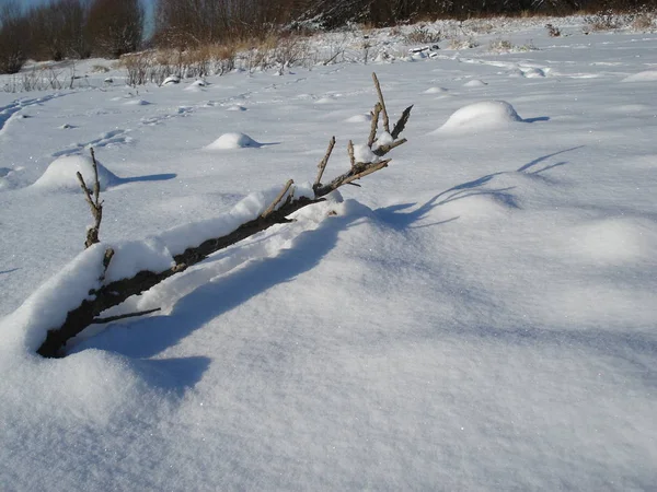 Şiddetli Kar Yağışı Sonrasında Kar Ağaçlar Plajlarla Kaplı Bir Parkta — Stok fotoğraf
