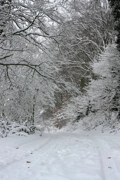 Winterly Forest Extreme Snowfall Winter Creates White Winter Wonderland Winter — 스톡 사진