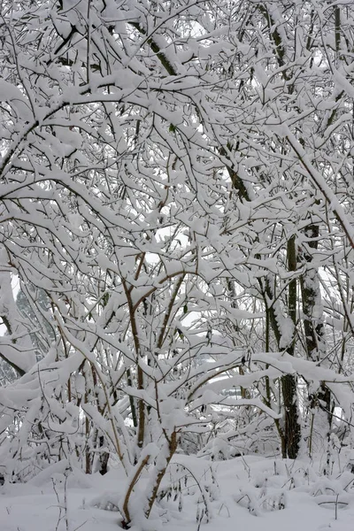 冬の極端な雪の後の冬の森は 冬のスポーツやスキーのための12月と1月に牧歌的な雪に覆われた木や枝で白い冬の不思議の国と冬の夢を作成します — ストック写真