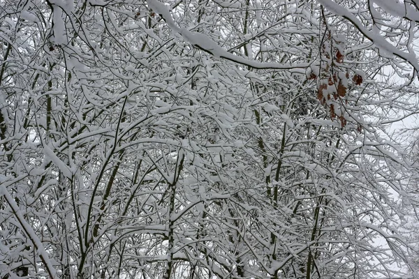 Winterly Forest Extreme Snowfall Winter Creates White Winter Wonderland Winter — 스톡 사진