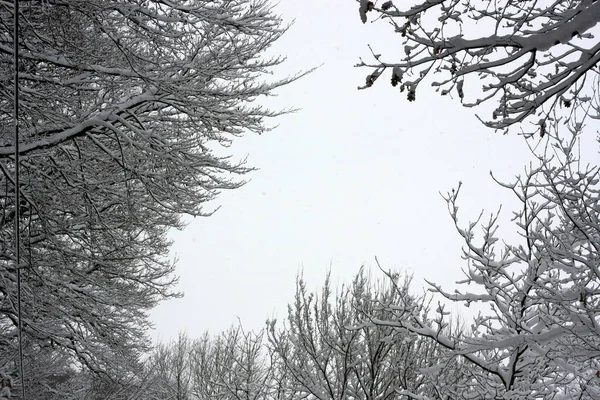 Winterly Forest Extreme Snowfall Winter Creates White Winter Wonderland Winter — 스톡 사진