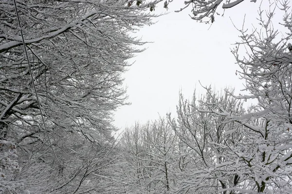 Bosque Invernal Después Nevadas Extremas Invierno Crea Una Maravilla Invierno — Foto de Stock