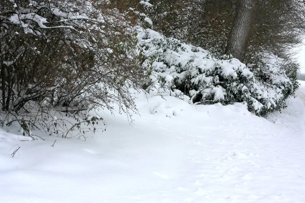 Winterly Forest Extreme Snowfall Winter Creates White Winter Wonderland Winter — 스톡 사진