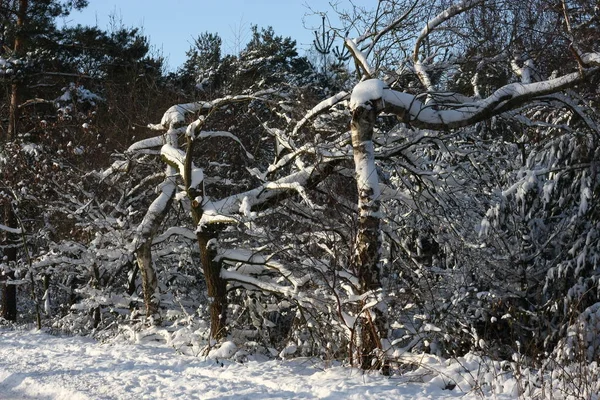 Winterly Forest Extreme Snowfall Winter Creates White Winter Wonderland Winter — 스톡 사진