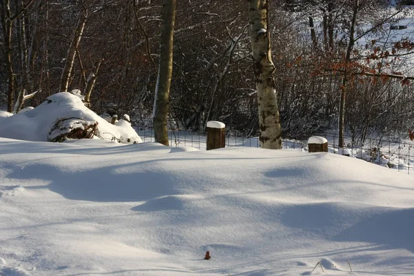 Kışın Şiddetli Kar Yağışının Ardından Kış Ormanı Kış Sporları Kayak — Stok fotoğraf