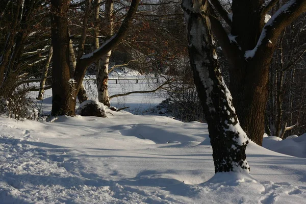 Floresta Invernal Após Queda Neve Extrema Inverno Cria Maravilhoso Inverno — Fotografia de Stock
