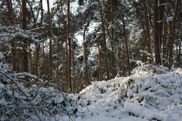 Floresta Invernal Após Queda Neve Extrema Inverno Cria Maravilhoso Inverno — Fotografia de Stock