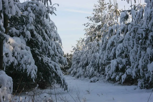 Floresta Invernal Após Queda Neve Extrema Inverno Cria Maravilhoso Inverno — Fotografia de Stock