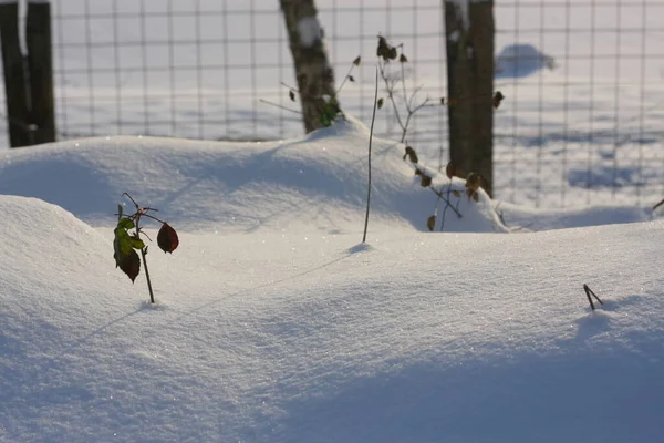 Zimowa Scena Grudnia Stycznia Ekstremalnych Opadach Śniegu Gdy Zamieć Tworzy — Zdjęcie stockowe
