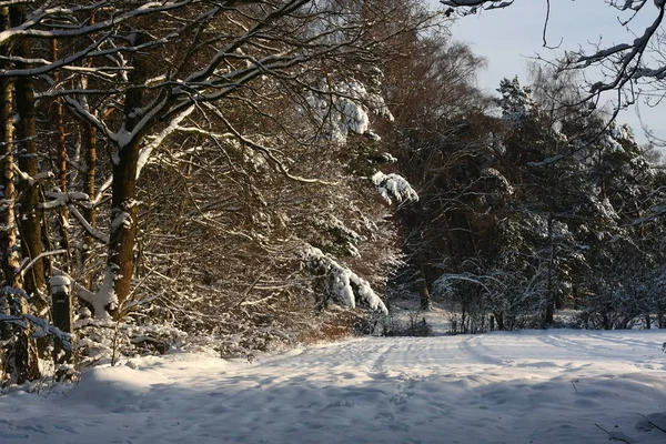 Winterly Forest Extreme Snowfall Winter Creates White Winter Wonderland Winter — 스톡 사진