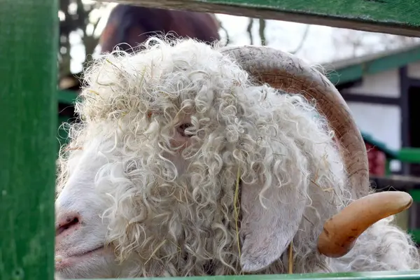 Owce Stajni Gospodarstwie — Zdjęcie stockowe