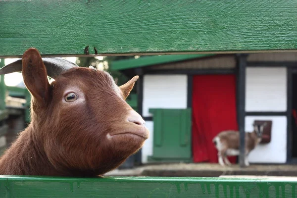 農場の安定したヤギ — ストック写真