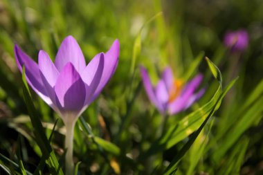 Bahar tarlasında güzel timsahlar