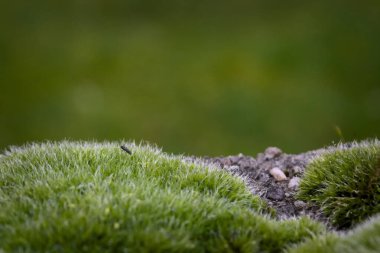 Yerde yeşil yosun