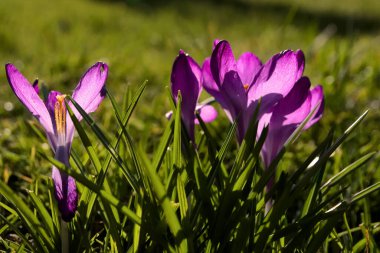 Arka planda güzel kır çiçekleri