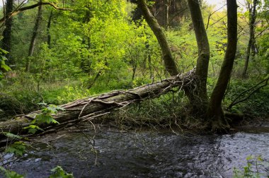 Güzel yeşil ormanda Nehir