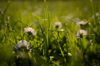 Yeşil tarlada güzel çiçekler