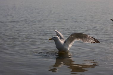 Deniz ve okyanus tatillerinde deniz hisleri, temiz su ve temiz hava ile turistlerden ekmek ve balık gibi yiyecek aramak için kıyıda yüzen ve uçan aç martı.