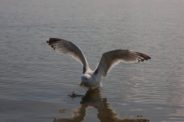 Deniz ve okyanus tatillerinde deniz hisleri, temiz su ve temiz hava ile turistlerden ekmek ve balık gibi yiyecek aramak için kıyıda yüzen ve uçan aç martı.