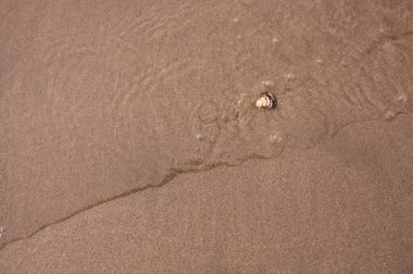 Kumsalda deniz kabuğu