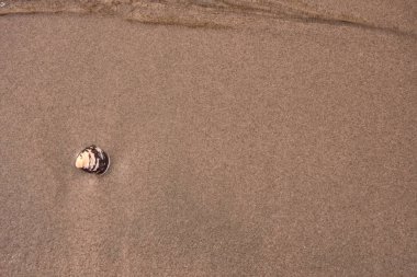 Kumsalda deniz kabuğu