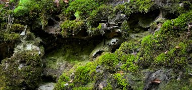 Ormandaki kayalıklarda yeşil yosun