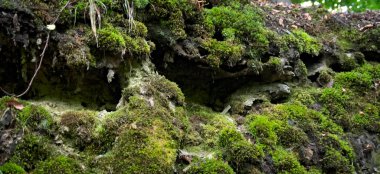 green moss on the rocks in forest with tree roots and little caves saves water from rainfall and rainy weather as water storage for humidity