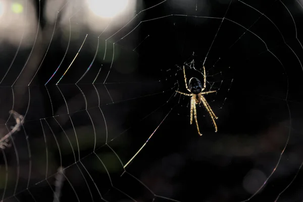 Primer Plano Araña Telaraña Bosque — Foto de Stock