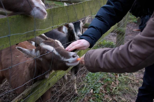 農場のヤギに餌を与える人々は — ストック写真