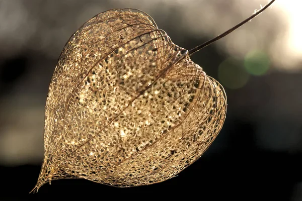 Frozen Leaf Form Heart — Stock Photo, Image