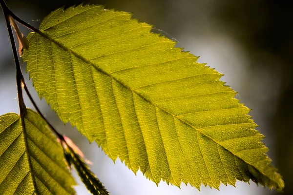 Folhas Verdes Ramos Árvores — Fotografia de Stock