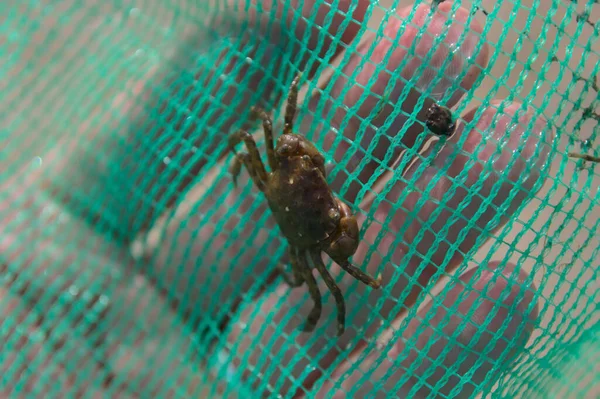 Close Baby Crab Net Child Hand — Fotografia de Stock