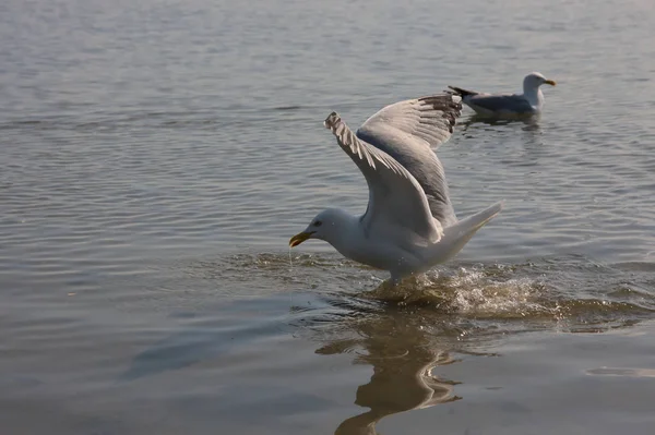 Gaivota Faminta Com Asas Abertas Nadando Voando Costa Procura Comida — Fotografia de Stock