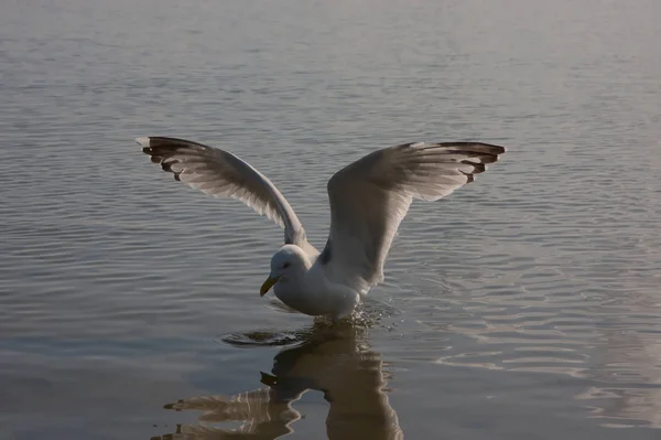 Hungry Seagull Spreaded Wings Swimming Flying Coast Looking Food Bread — 스톡 사진