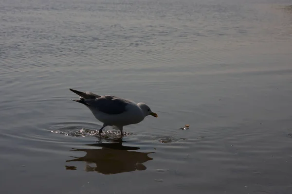 Hungrige Möwe Mit Ausgebreiteten Flügeln Schwimmt Und Fliegt Der Küste — Stockfoto