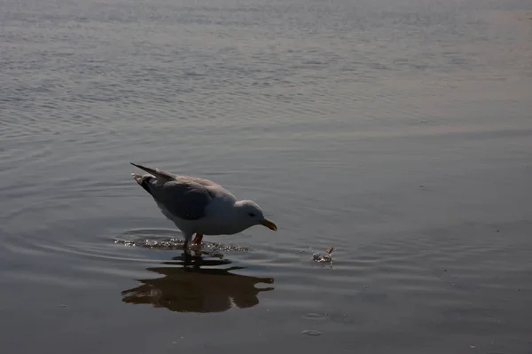 Gaviota Hambrienta Con Alas Extendidas Nadando Volando Costa Buscando Comida — Foto de Stock