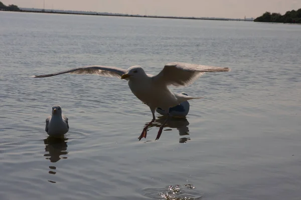 Pescăruș Înfometat Aripi Împrăștiate Înotând Zburând Coastă Căutând Mâncare Cum — Fotografie, imagine de stoc