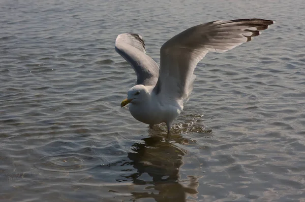 Hungrige Möwe Mit Ausgebreiteten Flügeln Schwimmt Und Fliegt Der Küste — Stockfoto