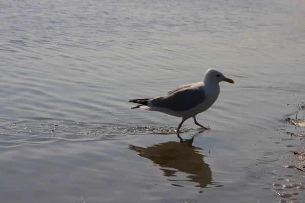 Pescăruș Înfometat Aripi Împrăștiate Înotând Zburând Coastă Căutând Mâncare Cum — Fotografie, imagine de stoc