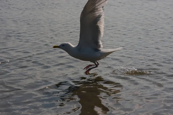 Hungrige Möwe Mit Ausgebreiteten Flügeln Schwimmt Und Fliegt Der Küste — Stockfoto