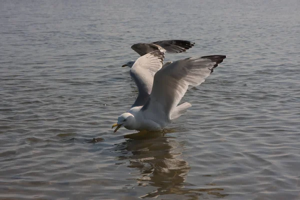 Hungry Seagull Spreaded Wings Swimming Flying Coast Looking Food Bread — 스톡 사진