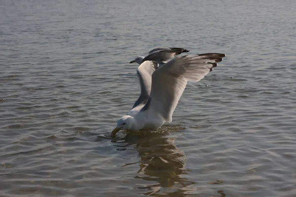 Hungry Seagull Spreaded Wings Swimming Flying Coast Looking Food Bread — 스톡 사진