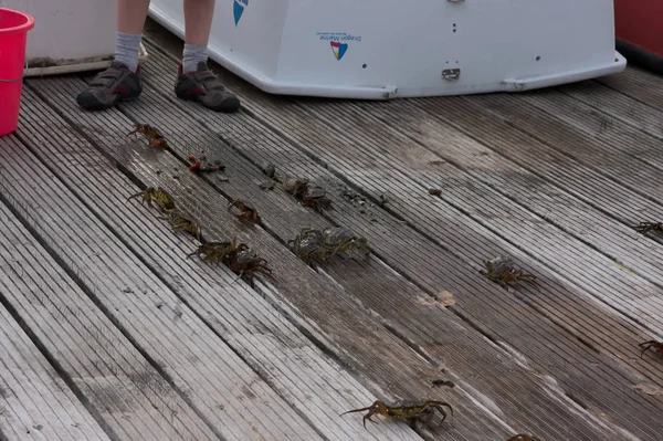 木制码头上有许多螃蟹 — 图库照片