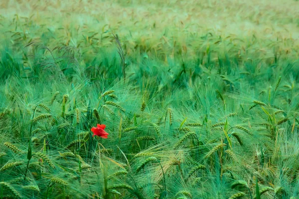 Beautiful Red Poppy Flower Blossoms Show Nice Color Contrast Green — Stock Photo, Image