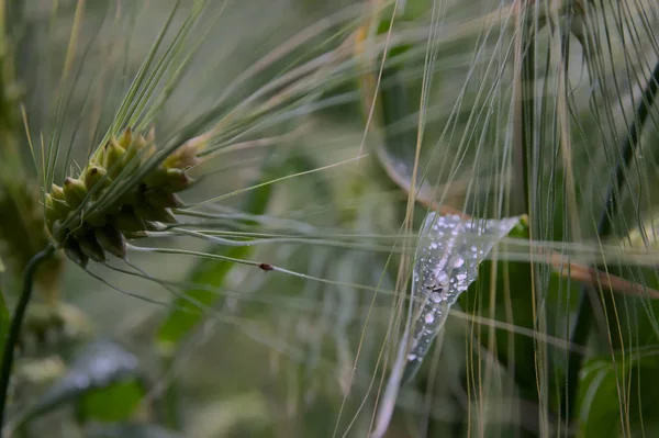 Dauwdruppels Het Tarweveld — Stockfoto