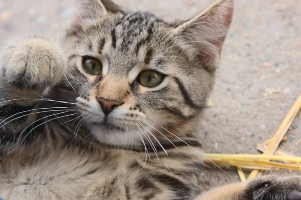 Şirin Küçük Kedi Oynamak Evcil Kaplan Olmak Istiyor Evdeki Çocuklar — Stok fotoğraf