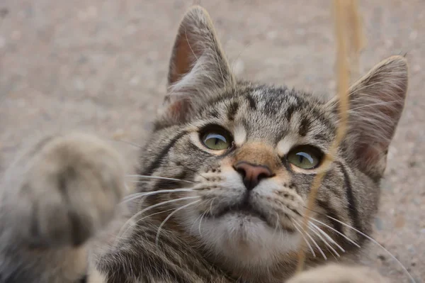 Şirin Küçük Kedi Oynamak Evcil Kaplan Olmak Istiyor Evdeki Çocuklar — Stok fotoğraf