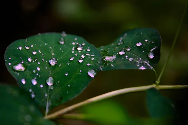 Belles Feuilles Vertes Avec Des Gouttes Eau — Photo